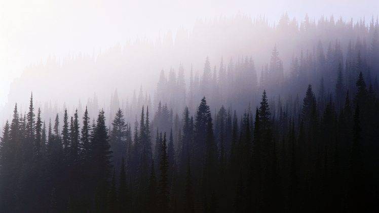 forest, Trees, Nature, Mist HD Wallpaper Desktop Background