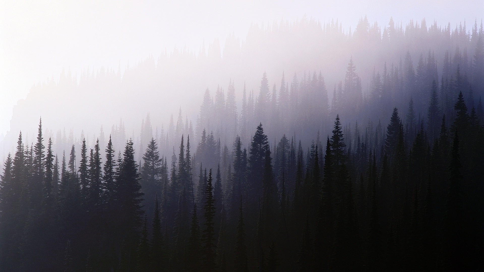 forest, Trees, Nature, Mist Wallpaper