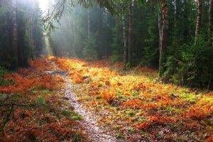 landscape, Fall, Trees, Path