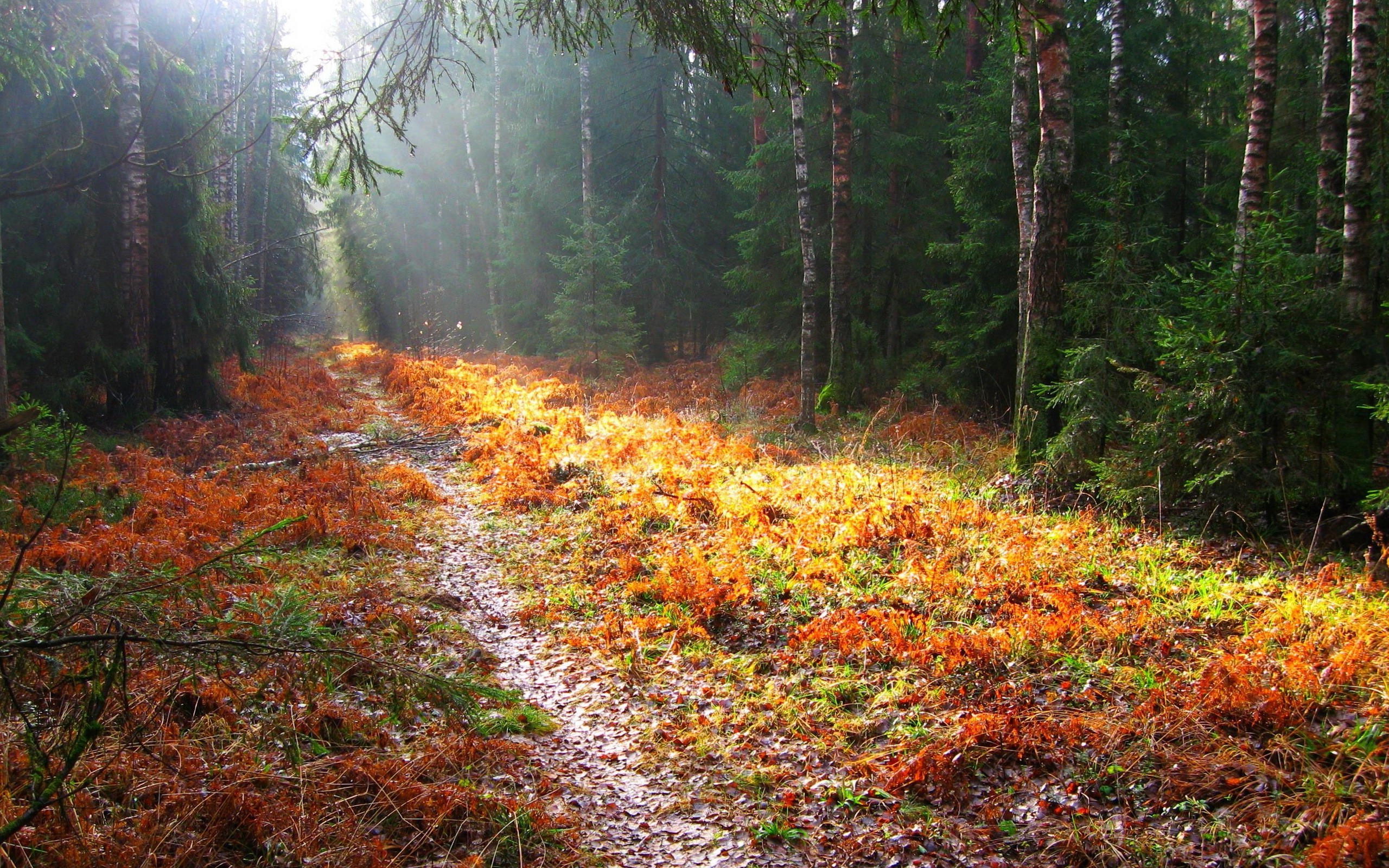 Осенний хвойный лес без смс