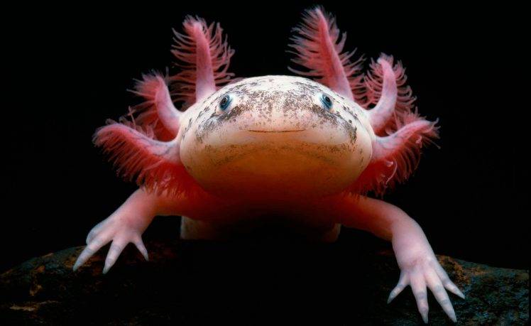 animals, Macro, Axolotl HD Wallpaper Desktop Background