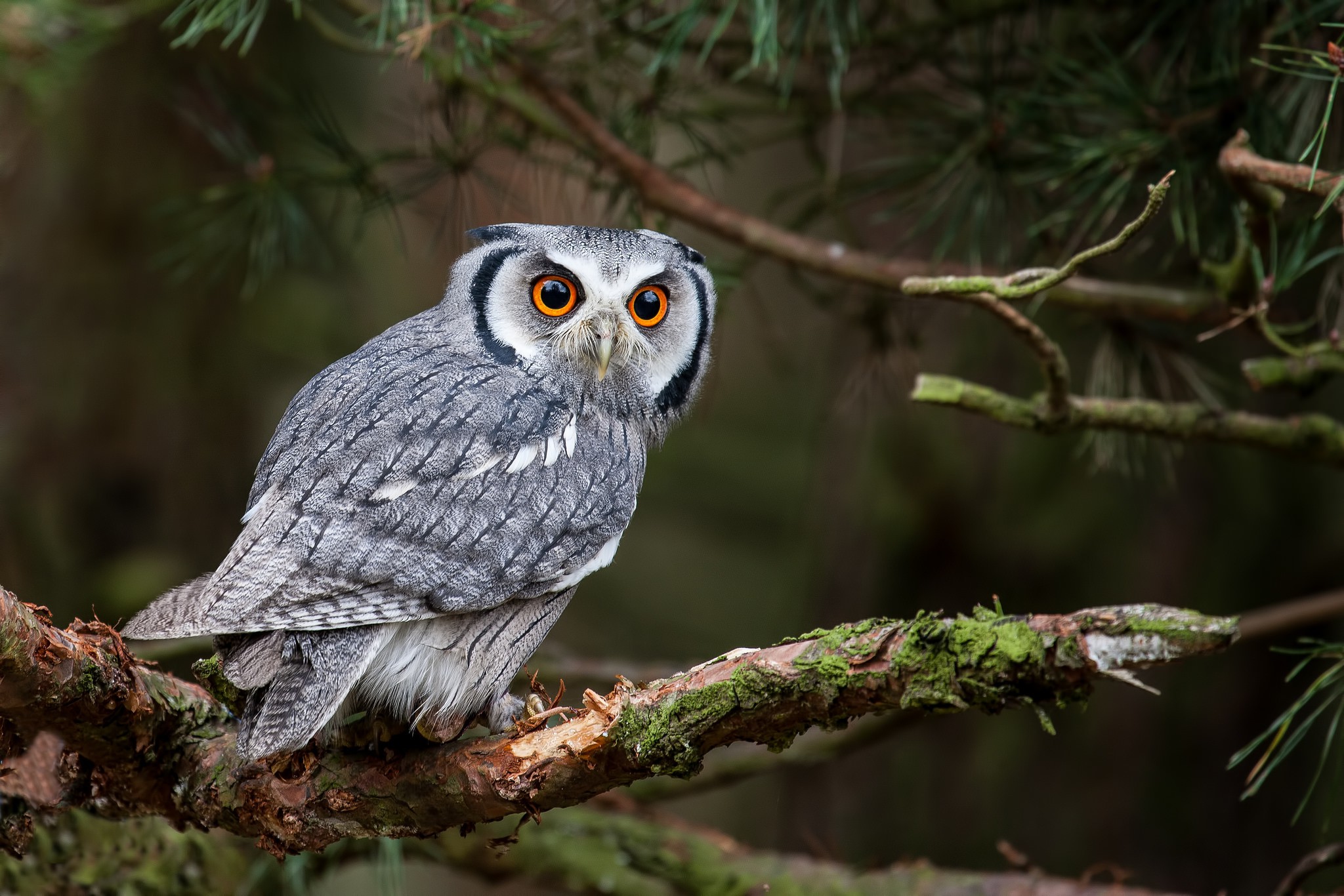 owl, Animals Wallpaper