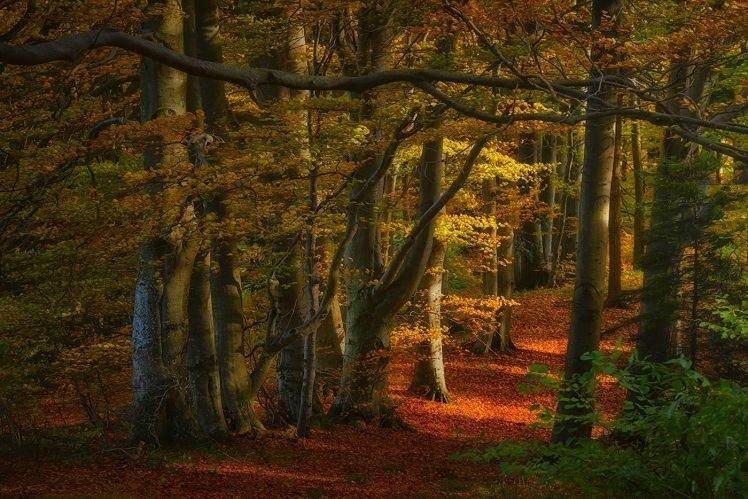 nature, Landscape, Forest, Fall, Path, Leaves, Sunlight, Trees HD Wallpaper Desktop Background