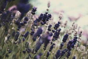 flowers, Lavender, Purple Flowers