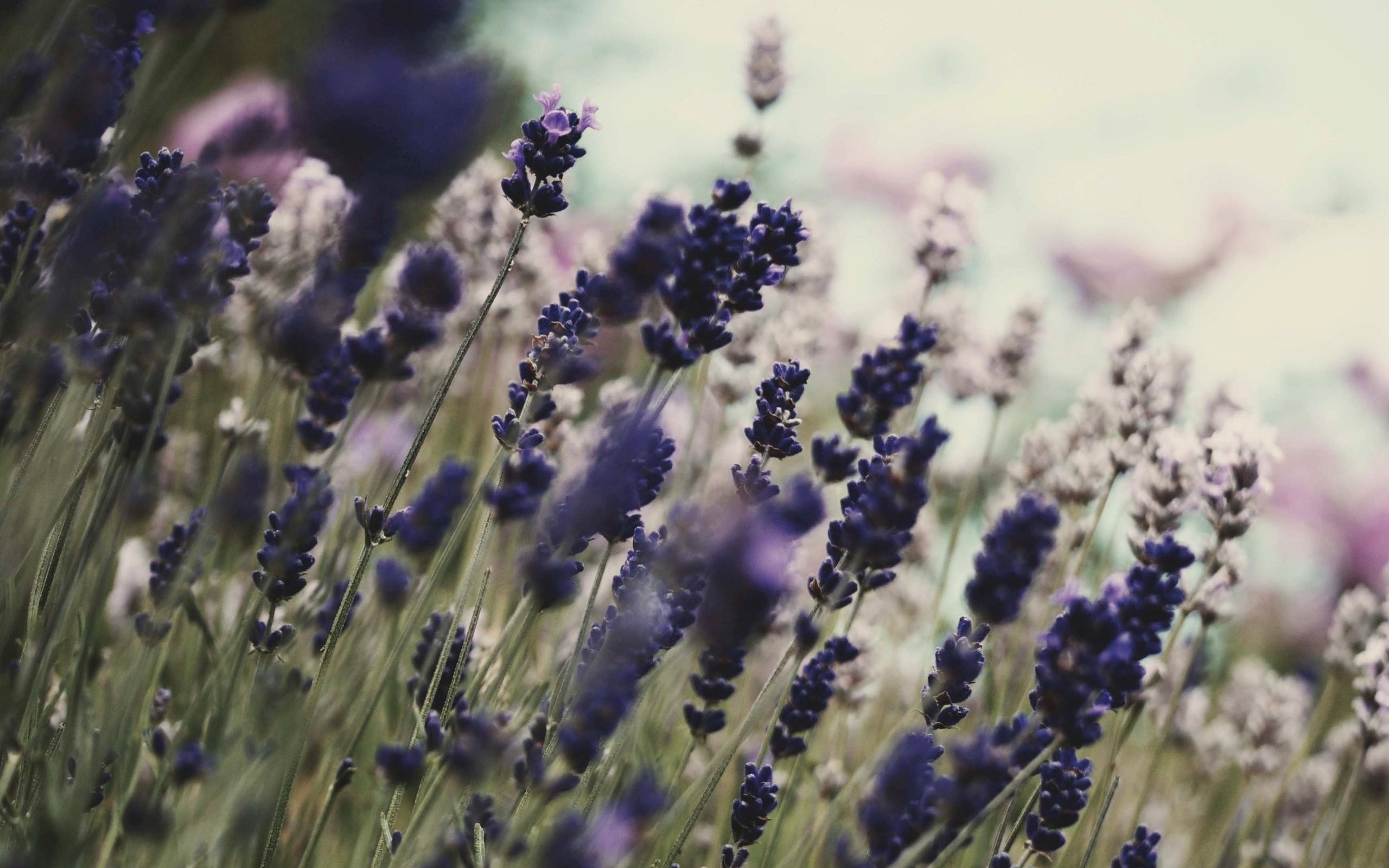 flowers, Lavender, Purple Flowers Wallpaper
