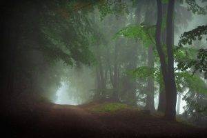 nature, Landscape, Morning, Forest, Dirt Road, Mist, Daylight, Trees, Atmosphere