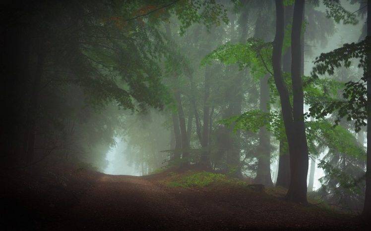 nature, Landscape, Morning, Forest, Dirt Road, Mist, Daylight, Trees, Atmosphere HD Wallpaper Desktop Background