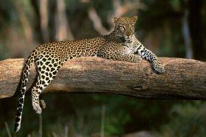 animals, Leopard, Sitting