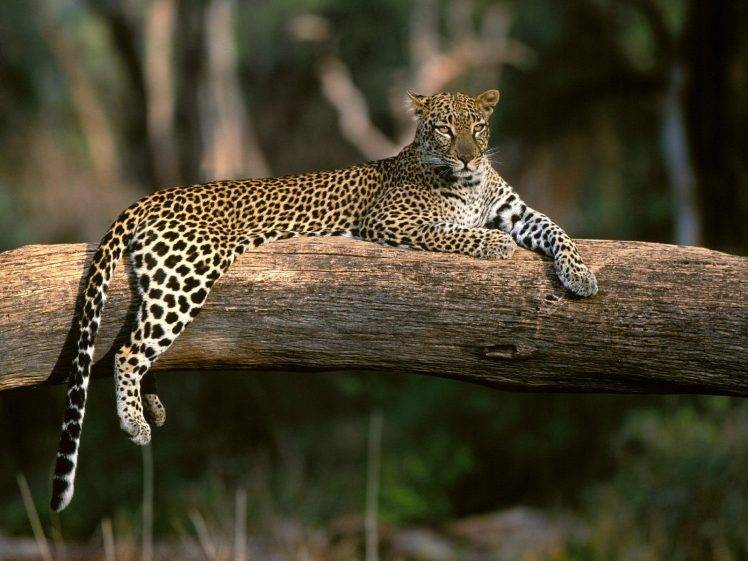 animals, Leopard, Sitting HD Wallpaper Desktop Background