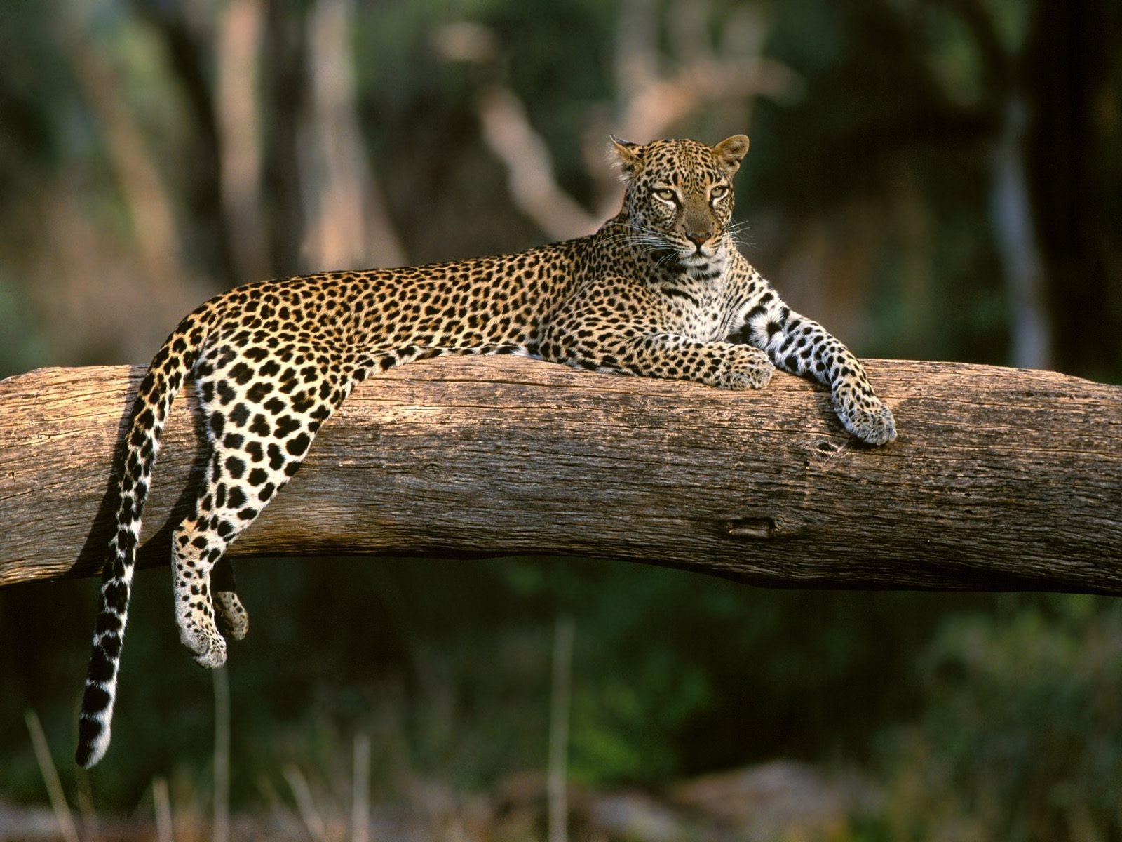 animals, Leopard, Sitting Wallpaper