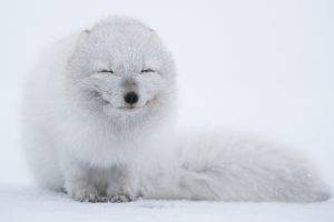 arctic Fox, Animals