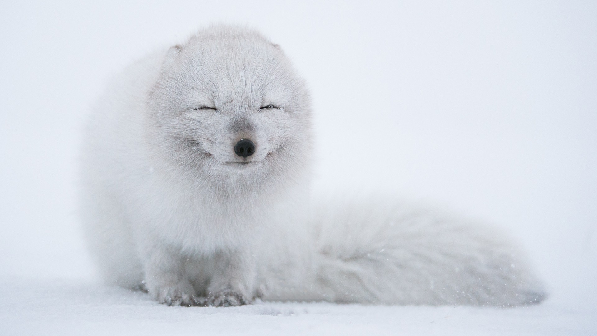 arctic Fox, Animals Wallpaper