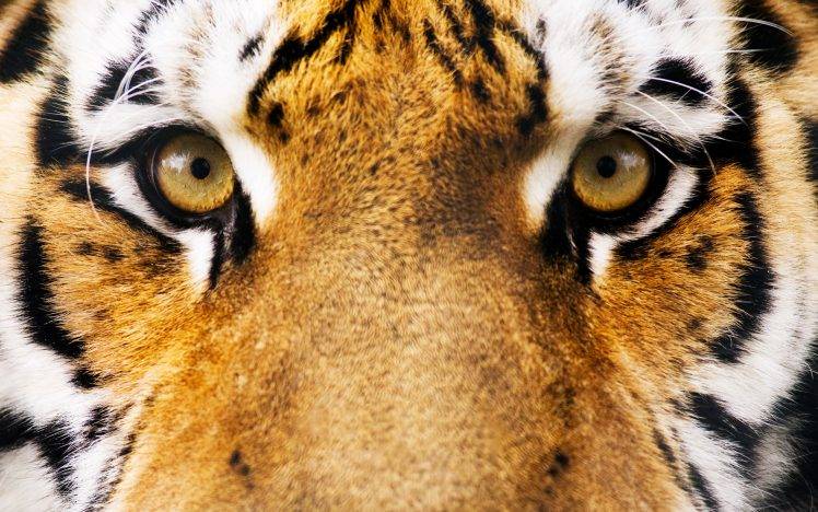 animals, Eyes, Tiger HD Wallpaper Desktop Background