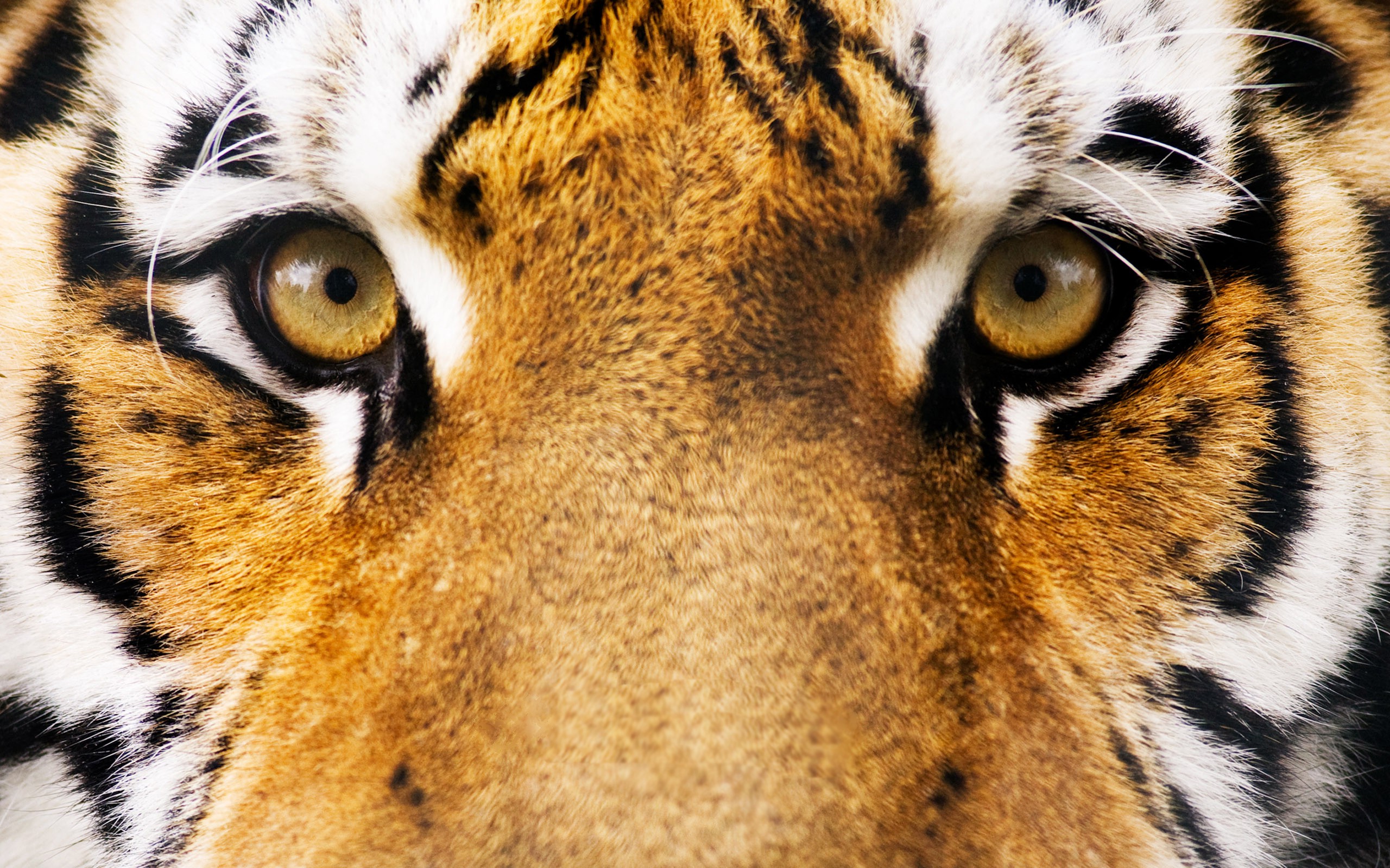 animals, Eyes, Tiger Wallpaper
