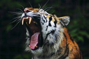 animals, Tiger, Open Mouth, Nature, Big Cats