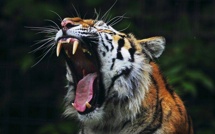 animals, Tiger, Open Mouth, Nature, Big Cats HD Wallpaper Desktop Background
