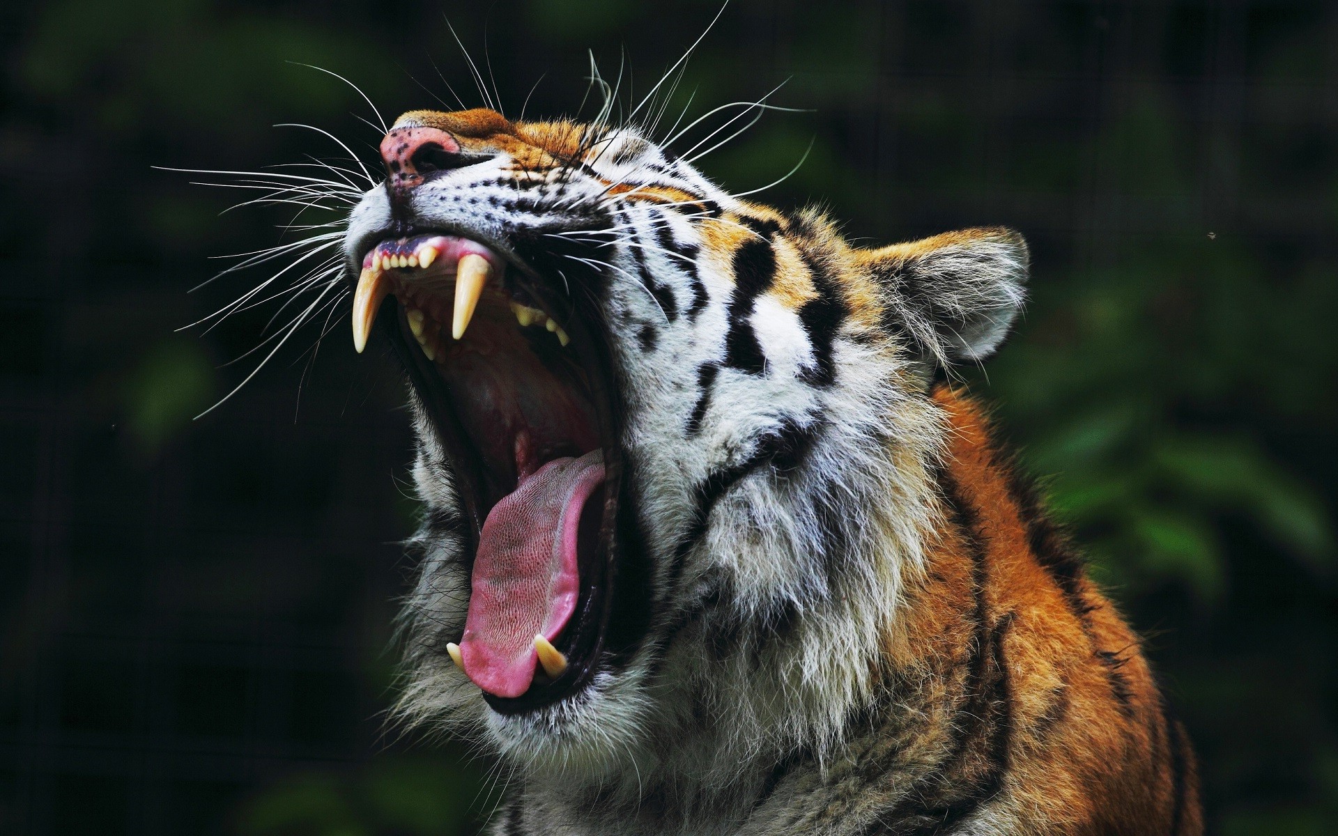 animals, Tiger, Open Mouth, Nature, Big Cats Wallpaper