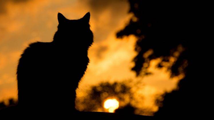 animals, Cat, Pet, Silhouette, Dark HD Wallpaper Desktop Background
