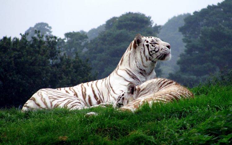 tiger, White Tigers, Animals, Nature, Big Cats Wallpapers HD / Desktop and  Mobile Backgrounds