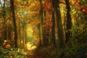 landscape, Nature, Fall, Sunlight, Forest, Path, Shrubs, Trees, Leaves