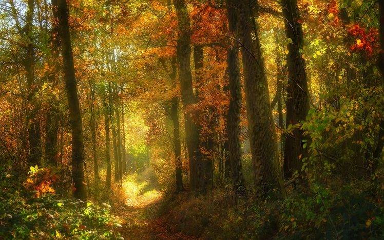 landscape, Nature, Fall, Sunlight, Forest, Path, Shrubs, Trees, Leaves HD Wallpaper Desktop Background