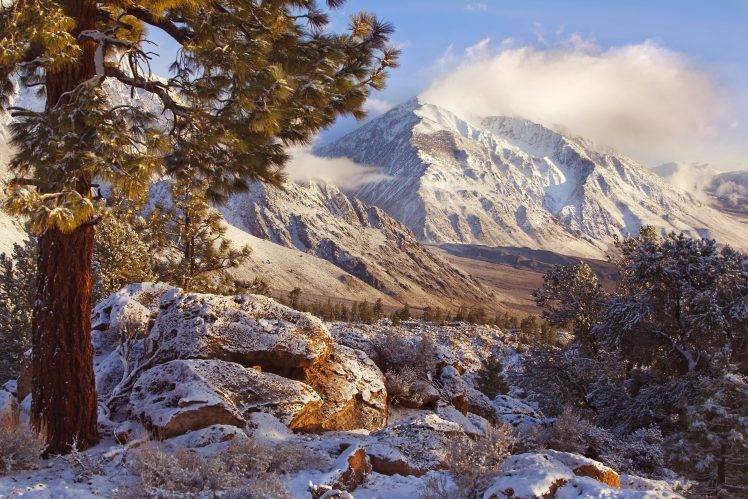 landscape, Nature, Winter, California, Trees, Morning, Sunlight, Shrubs, Mountain, Snow, Cold HD Wallpaper Desktop Background