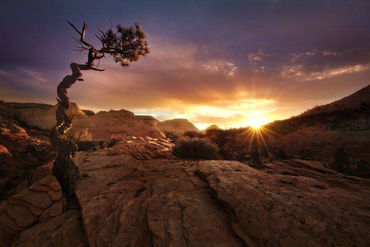 nature, Landscape, Fall, Sunset, Desert, Trees, Zion National Park, Utah, Clouds, Sunlight HD Wallpaper Desktop Background