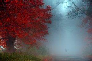 nature, Landscape, Mist, Fall, Red, Blue, Green, Shrubs, Morning, Road, UK