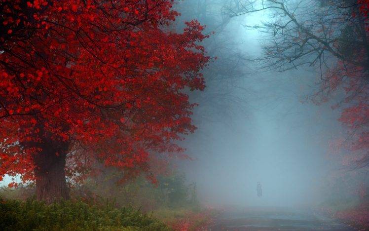 nature, Landscape, Mist, Fall, Red, Blue, Green, Shrubs, Morning, Road, UK HD Wallpaper Desktop Background