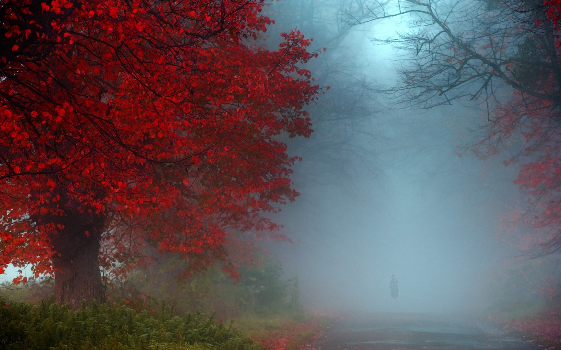 nature, Landscape, Mist, Fall, Red, Blue, Green, Shrubs, Morning, Road, UK Wallpaper