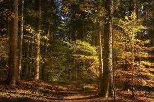 landscape, Nature, Forest, Path, Fall, Sunlight, Trees
