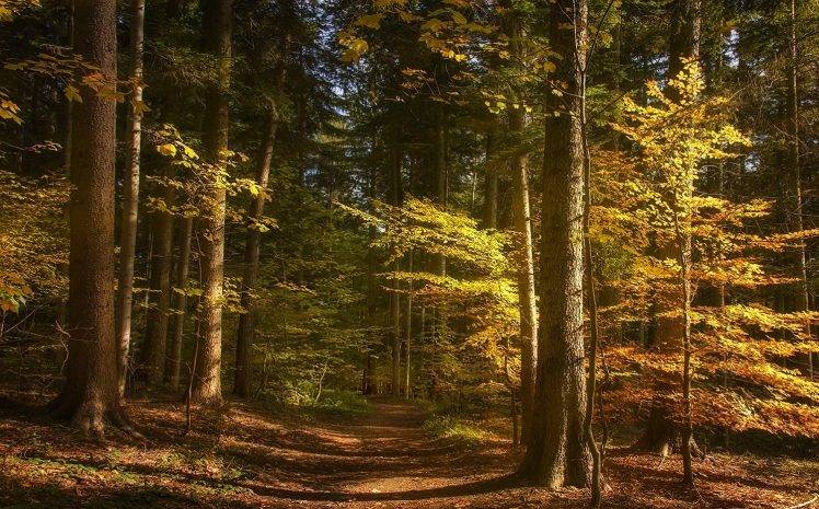 landscape, Nature, Forest, Path, Fall, Sunlight, Trees HD Wallpaper Desktop Background