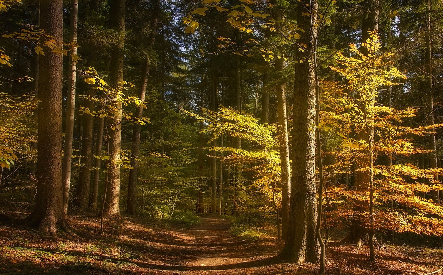 landscape, Nature, Forest, Path, Fall, Sunlight, Trees Wallpaper