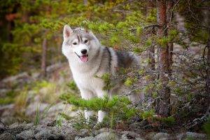 Siberian Husky, Animals, Dog, Nature, Forest, Trees