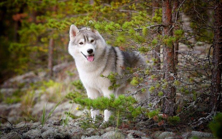 Siberian Husky, Animals, Dog, Nature, Forest, Trees HD Wallpaper Desktop Background