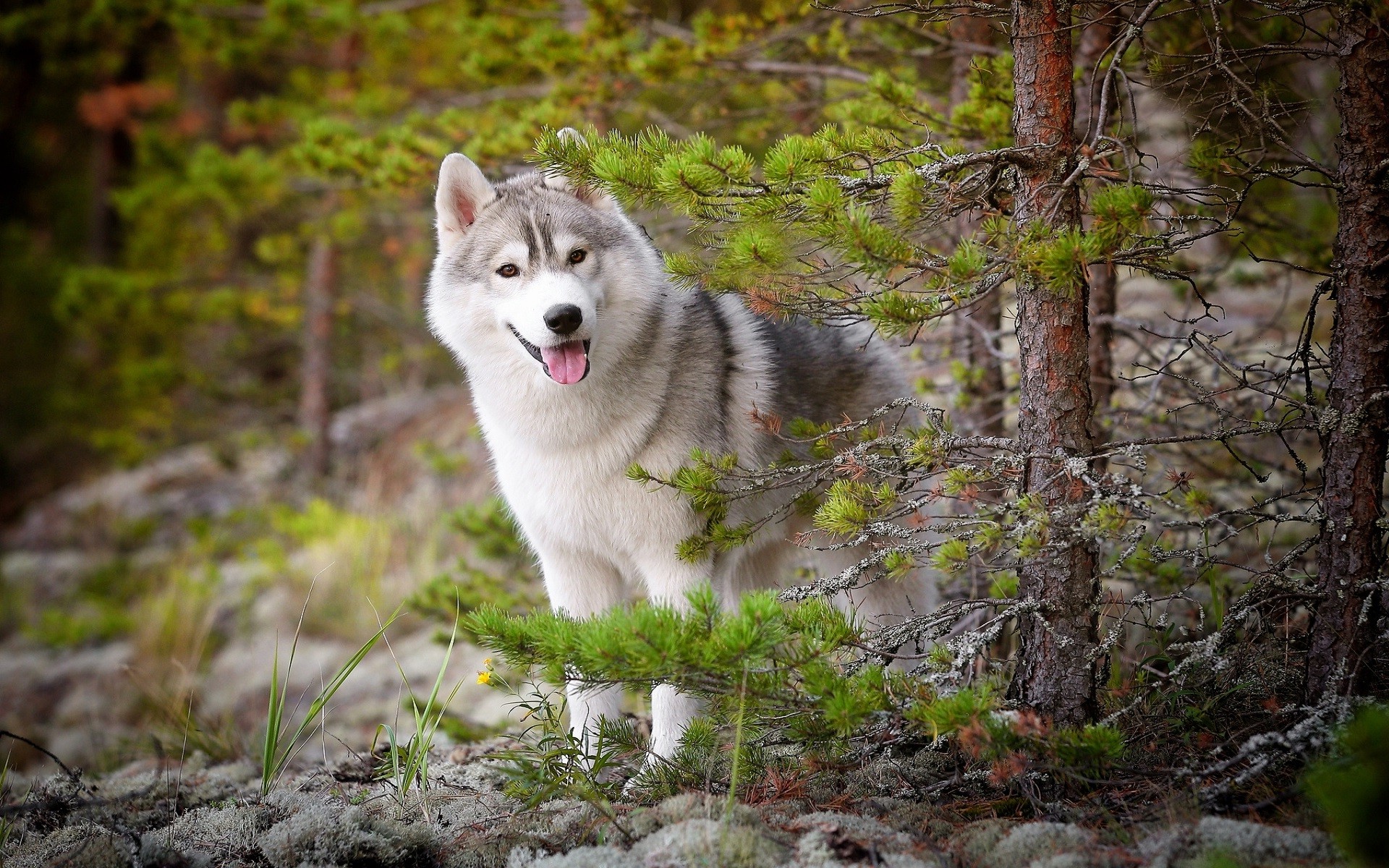 Siberian Husky, Animals, Dog, Nature, Forest, Trees Wallpaper