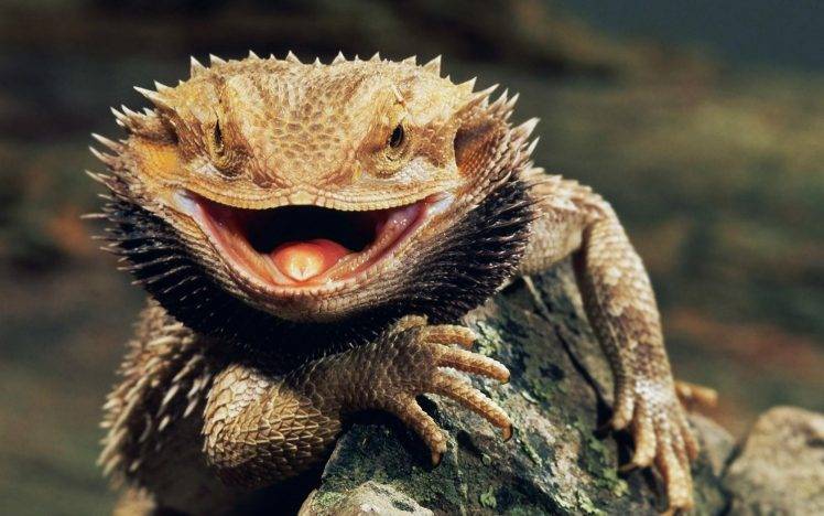 Bearded Dragon, Lizards, Animals HD Wallpaper Desktop Background