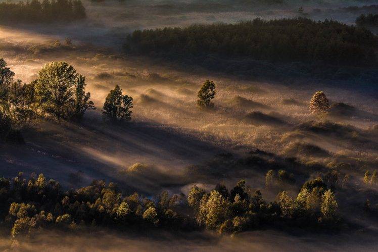 nature, Landscape, Mist, Sunrise, Forest, Sunlight, Trees, Morning HD Wallpaper Desktop Background