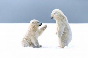 animals, Bears, Polar Bears, Cubs