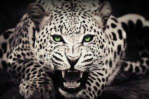 animals, Green Eyes, Leopard