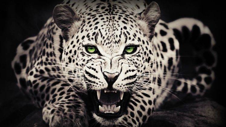 animals, Green Eyes, Leopard HD Wallpaper Desktop Background