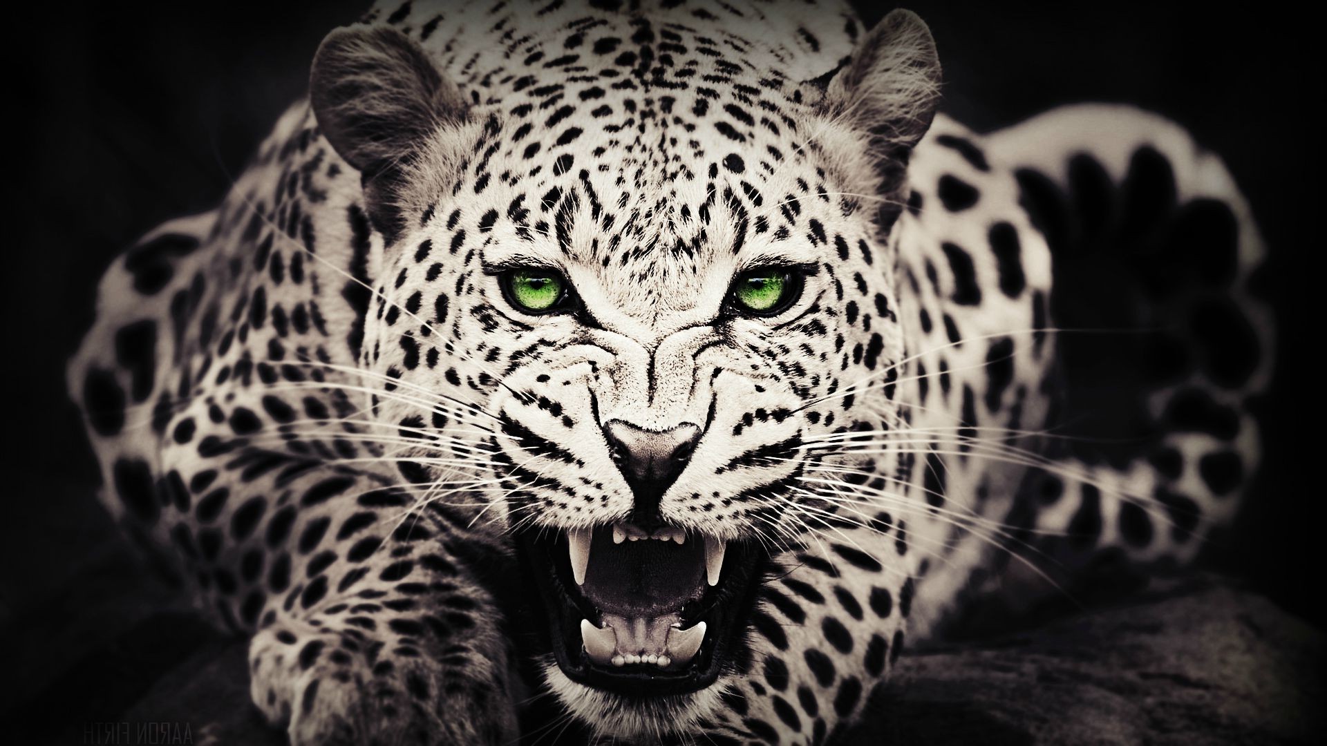 animals, Green Eyes, Leopard Wallpaper
