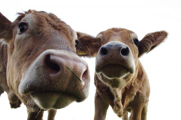 animals, Cows HD Wallpaper Desktop Background