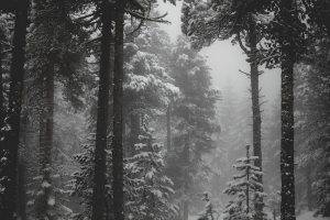 landscape, Nature, Snow, Forest, Monochrome, Winter, Cold, Mist, Trees