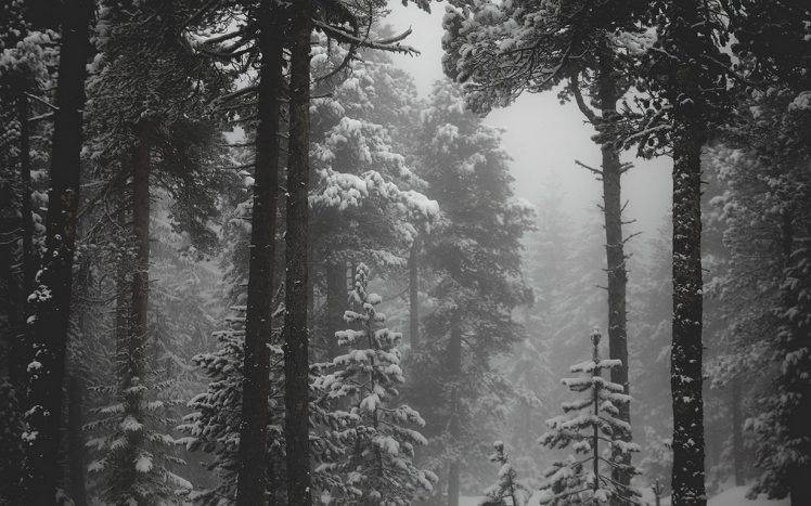 Landscape Nature Snow Forest Monochrome Winter Cold Mist
