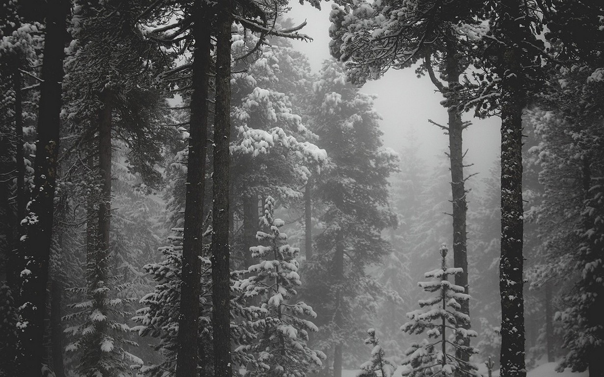 landscape, Nature, Snow, Forest, Monochrome, Winter, Cold, Mist, Trees Wallpaper