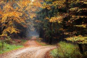 landscape, Nature, Dirt Road, Forest, Fall, Leaves, Trees, Shrubs