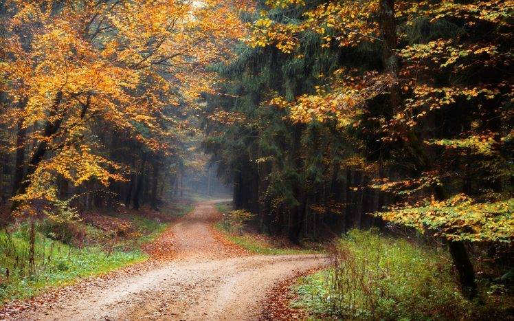 landscape, Nature, Dirt Road, Forest, Fall, Leaves, Trees, Shrubs HD Wallpaper Desktop Background