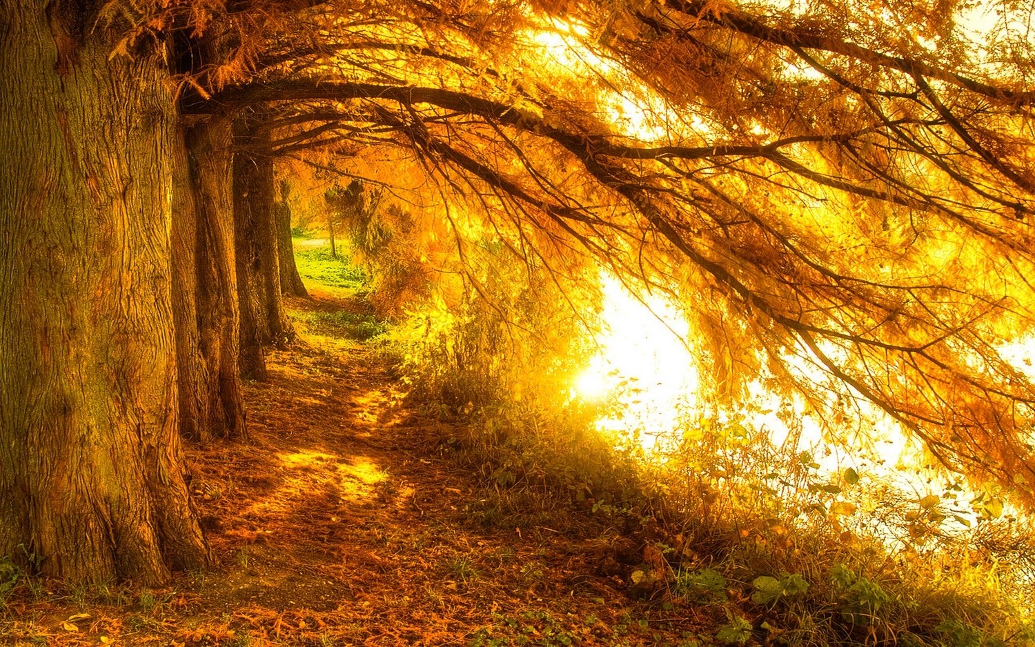 landscape, Nature, Fall, Trees, Sunrise, Path, Sunlight, Leaves, Lake, Yellow Wallpaper