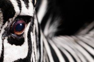 animals, Macro, Zebras